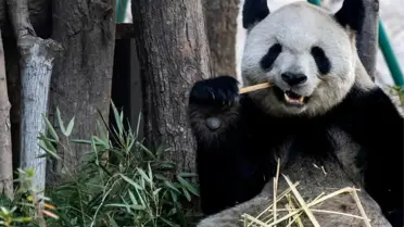 Fuzhou Panda Dünyası'nda dev pandalar fotoğrafı