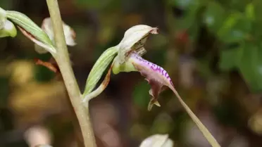 Endemik bitki türünün koparılması ve cezası
