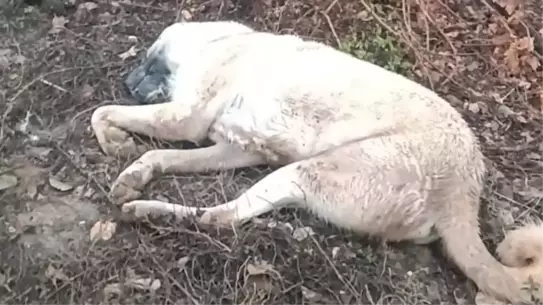 Güvenlik kamerası görüntüsü