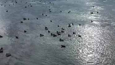 Dronla çekilmiş yaban ördekleri sürüsü