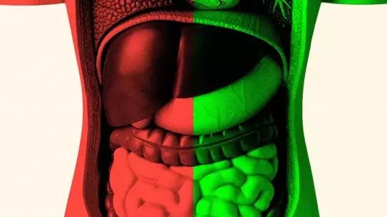 Mikrobiyom çeşitliliği görseli