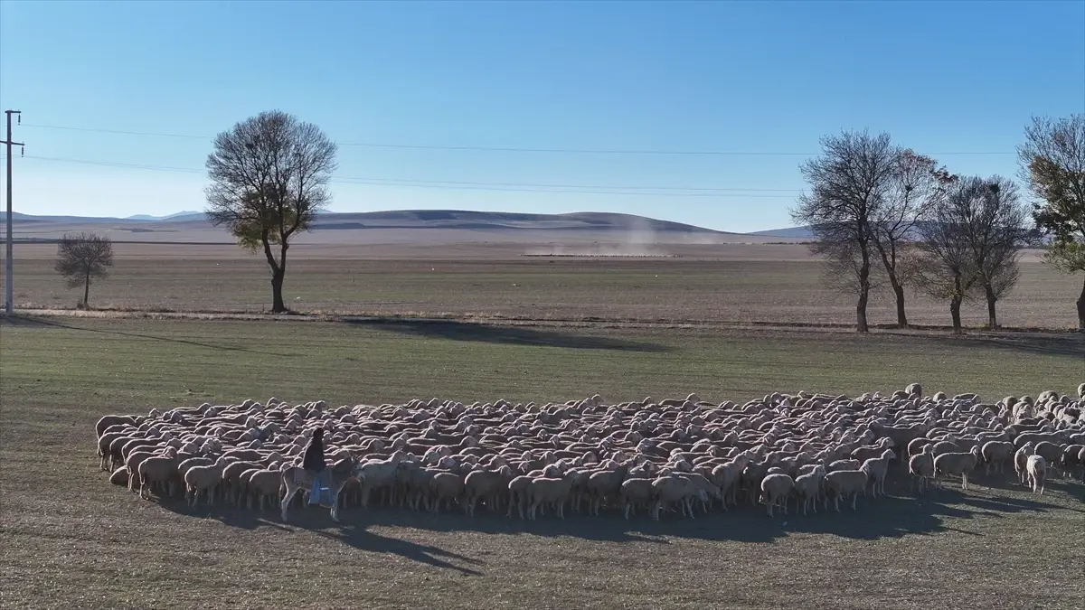 Kırşehir’de Yerli Koyun Irklarıyla Sürdürülebilir Hayvancılık Atılımı