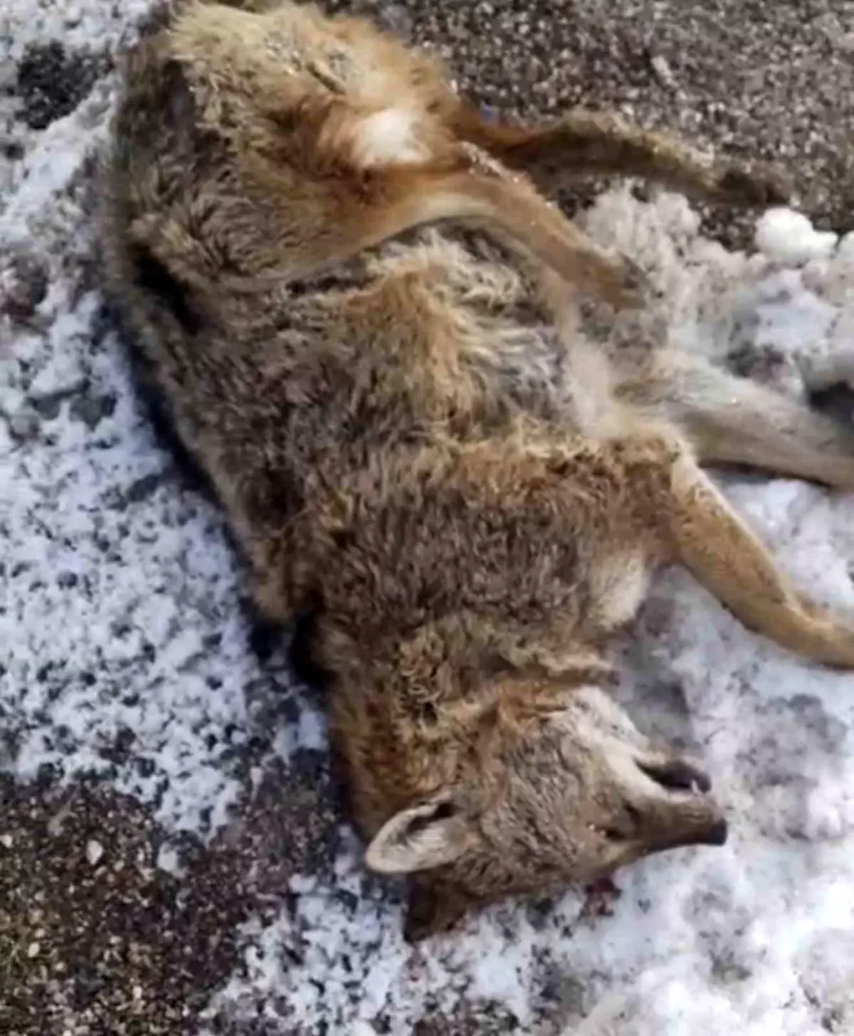 Adıyaman Gölbaşı'nda Kurt Trafik Kazası: Hayvan Hayata Veda Etti