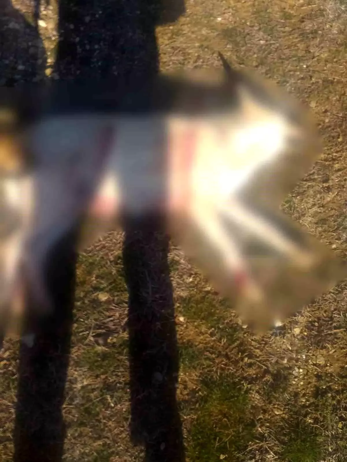 Burdur Valiliği, Bucak'ta Köpek Ölümleriyle İlgili Resmi Soruşturma Başlattı