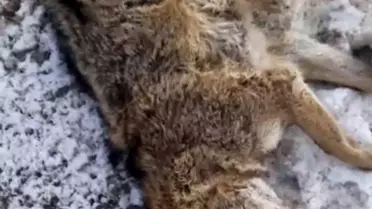 Araç çarpması sonucu ölen kurt