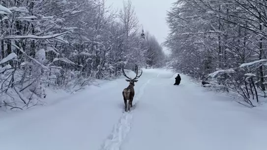 Drone ile kaydedilen kızılgeyik görüntüsü
