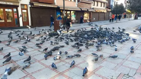 Soğukta beslenen güvercinler