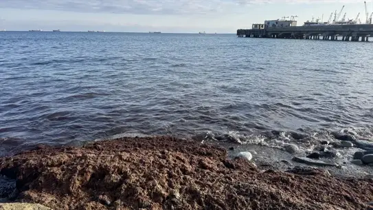 Lodos sonrası Tekirdağ sahilinde kırmızı yosun