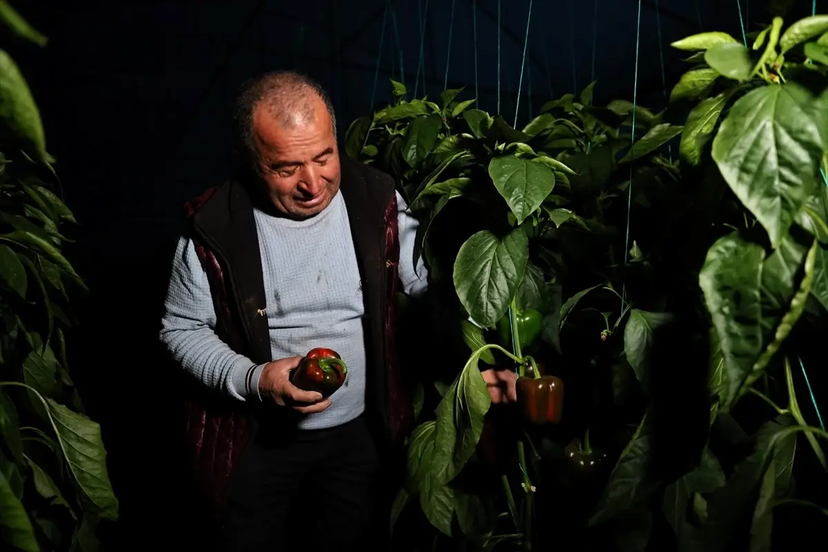 Antalya’da Dijital Tarım Uygulamasıyla Seralar Anlık Takipte