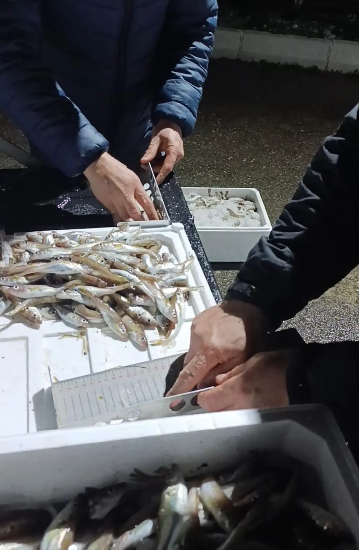 Bafra’da 2,6 Ton Mezgit Ele Geçirildi: Yasa Dışı Avcılara Yaptırımlar