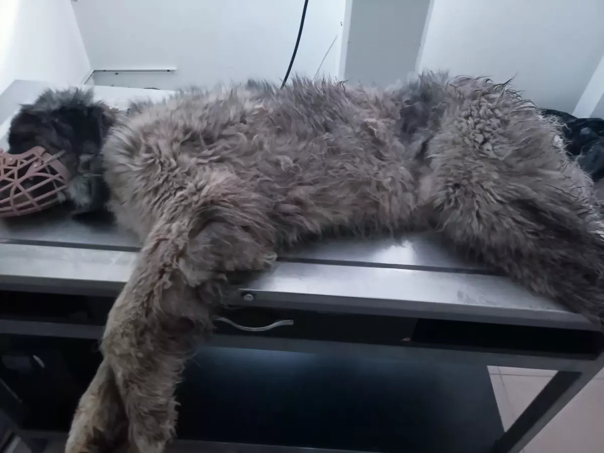 Karabaş’ın Mucizevi İyileşmesi: Trafik Kazasından Sonra Tekrar Yürümeye Başladı