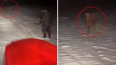 Karlı tarlada inek bulunurken traktörler