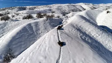 Kış koşullarında kızakla ot taşıyan besiciler