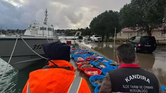 Kandıra’da ele geçirilen yasa dışı av balıkları