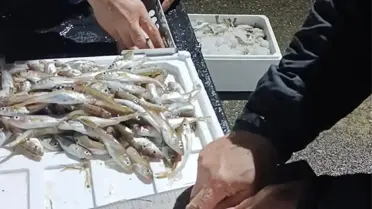 Denetim sırasında ele geçirilen mezgitler