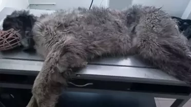 Karabaş'ın tedavi sonrası yürürken çekilen fotoğraf