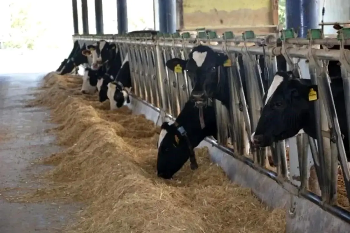 Aydın’ın Büyükbaş ve Deve Çiftlikleri Türkiye’de Öne Çıktı