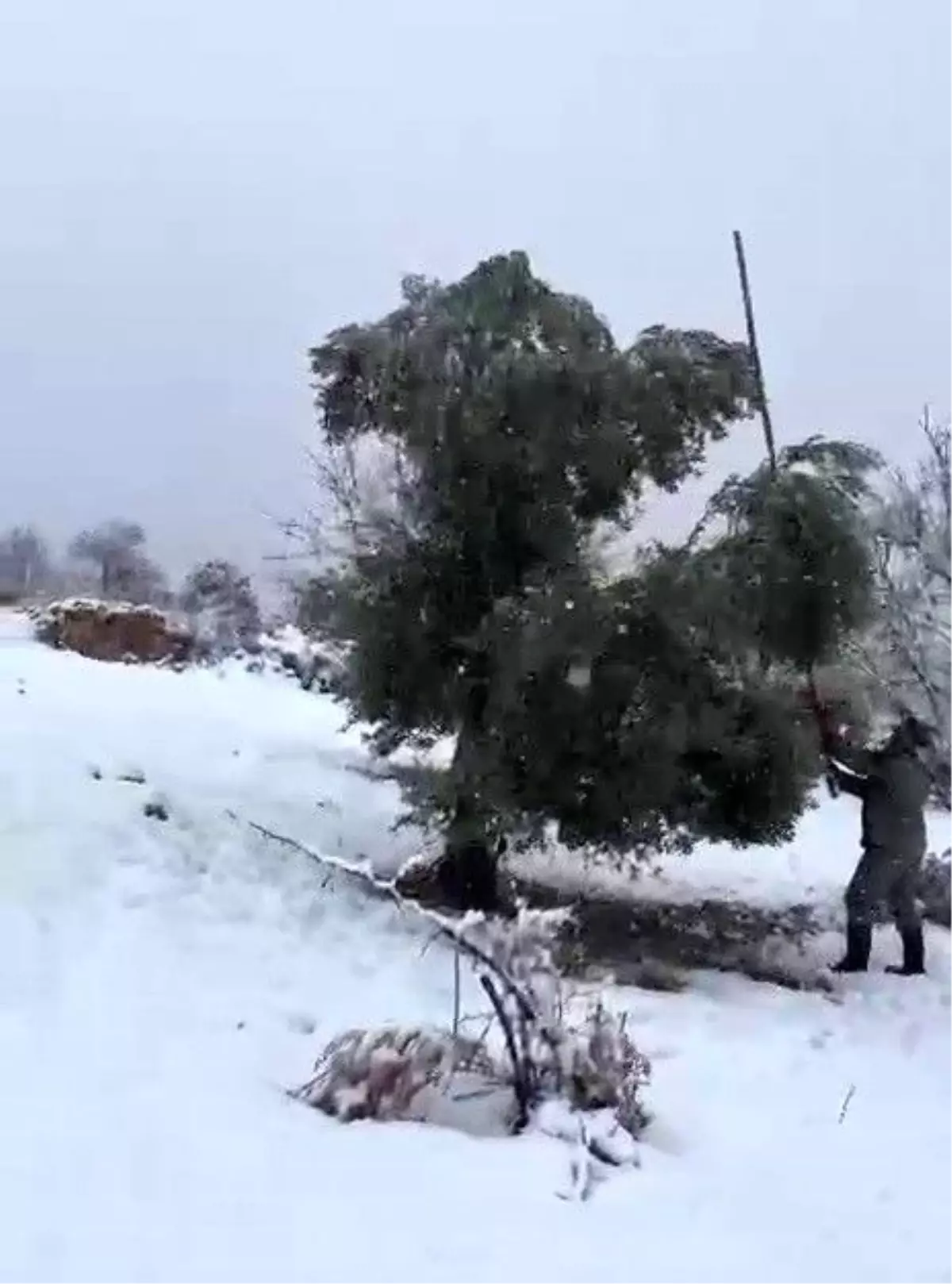 Koru Köyü'nde Kar Yağışı Zeytin Ağaçlarını Zorladı