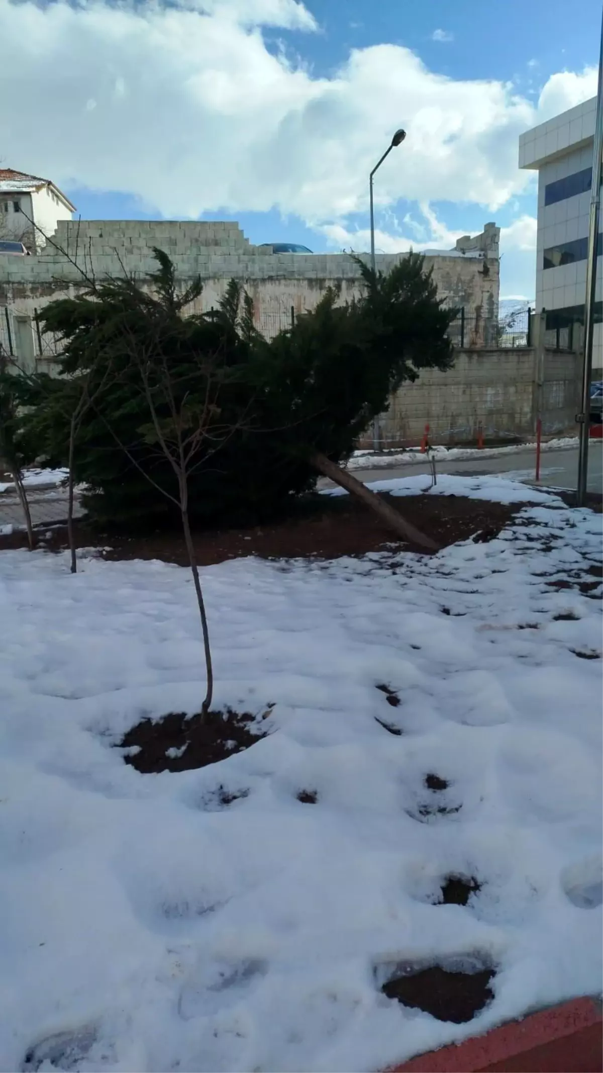 Adıyaman Gölbaşı'nda Şiddetli Rüzgar Hastane Bahçesindeki Çam Ağacını Kökünden Yıktı