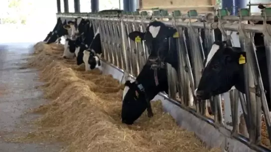 Aydın’da büyükbaş hayvan sahası