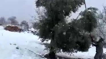 Ağır kar nedeniyle kırılan zeytin dalları