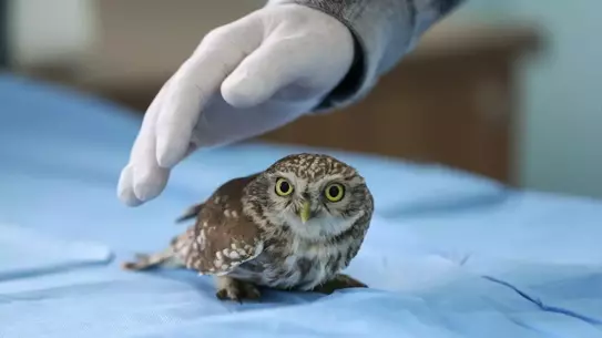 Kış koşullarında zorlanan yaban hayvanları