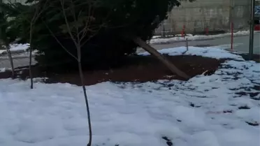 Kökünden sökülmüş çam ağacı, hastane bahçesinde