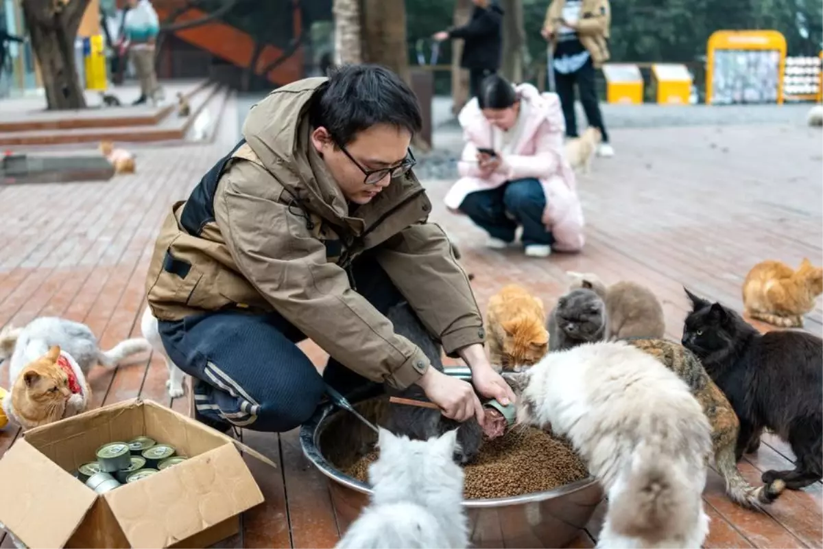 Chongqing'de Kedilere Özel Yeni Park Kapılarını Açtı