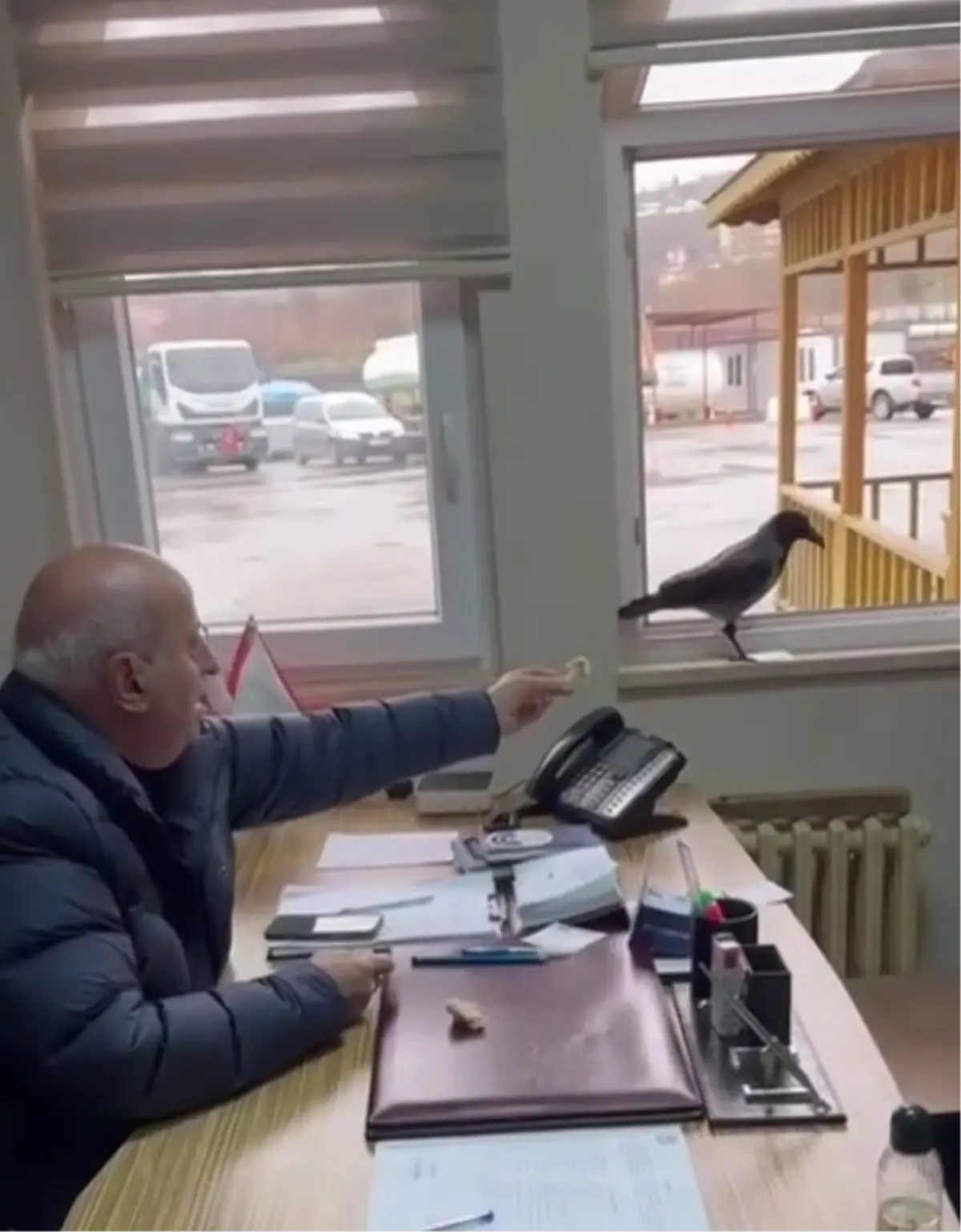 Beşikdüzü Belediye Başkanı Kargaya Ekmek Verdi