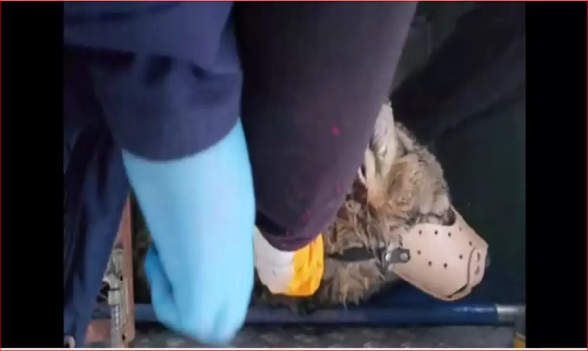 Bitlis'te Yaralı Kurt Rehabilitasyon Merkezine Nakledildi