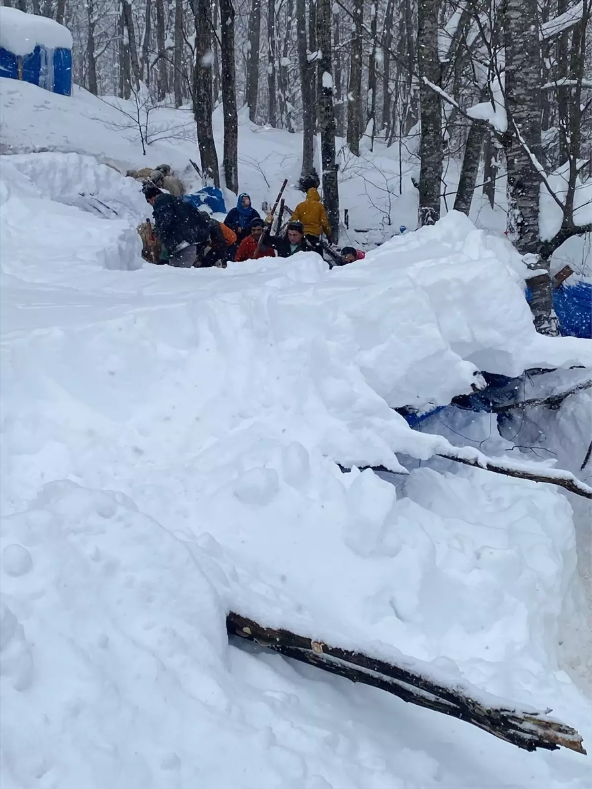 Ordu Gölköy’de Kar Fırtınası Ağıl Çatısını Yıktı, 7 Koyun Hayatı Yitirdi