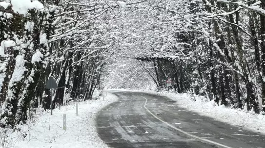 Karla kaplı ağaç tünel yolu ana fotoğrafı