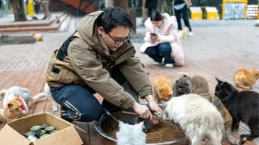 Park içinde kedilerin oyun alanı