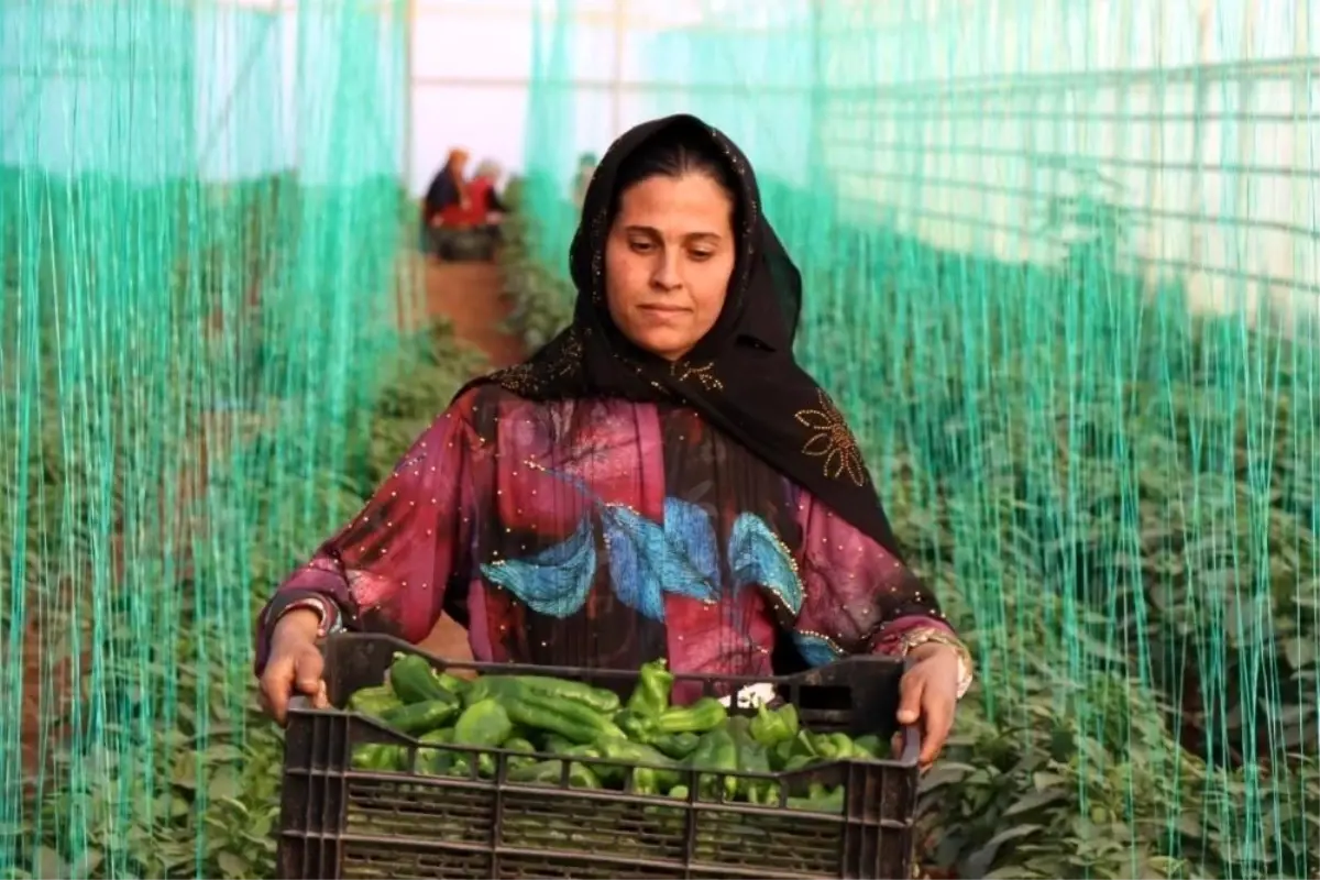 Tarım Girdi Fiyat Endeksi Yıllık %34,24 Artış Gösterdi