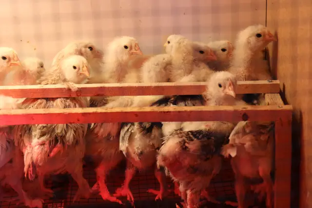 Servet Birsin'in tavuklarıyla birlikte