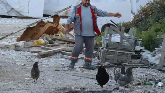 Kuluçkahanede yumurta bekleyen tavuklar