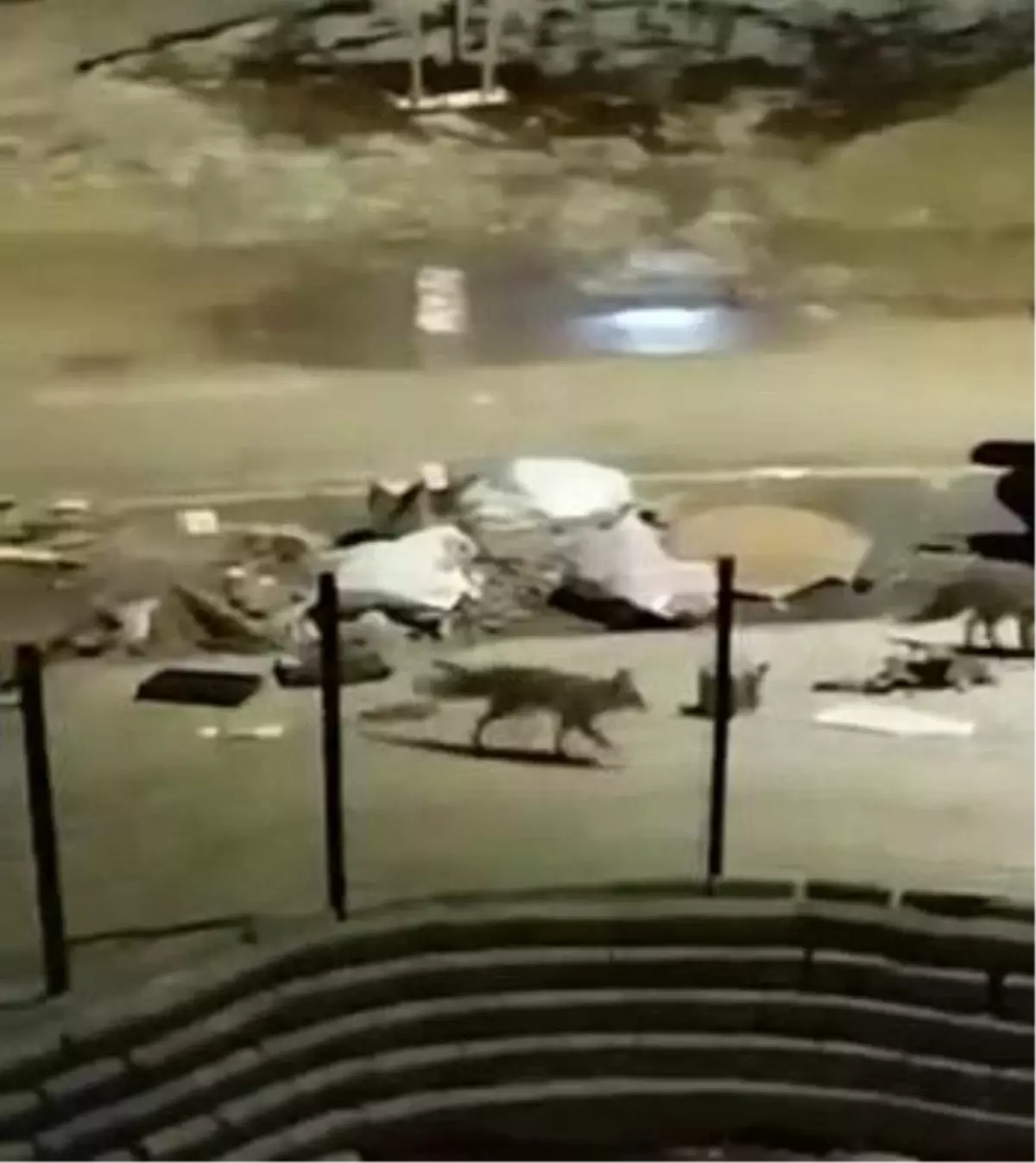 Adıyaman’da Aç Kalan Tilkiler Çöplere İniş Yaptı, Gıda Arıyor