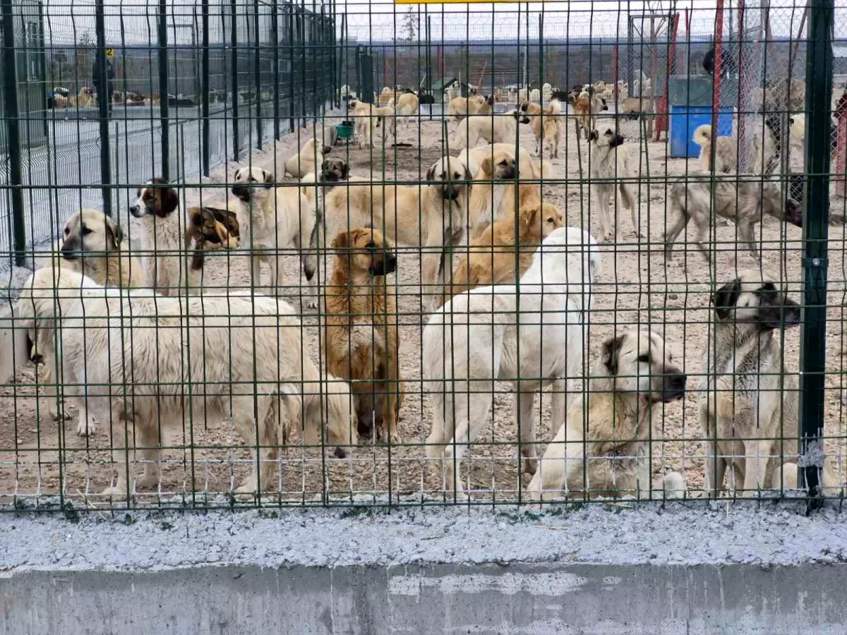Eskişehir Barınağında Açlık ve Susuzluk Şüphesiyle Köpek Saldırısı İddiası Soruşturma Konusu Oldu
