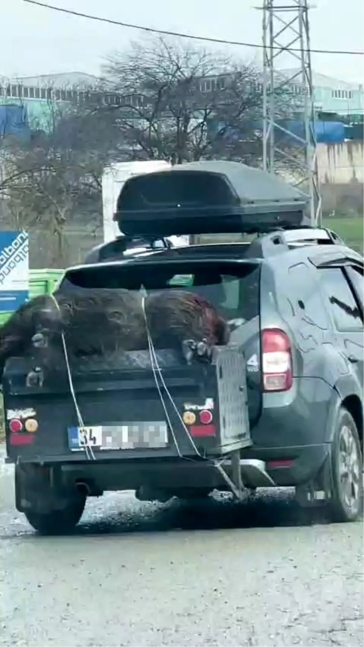 İstanbul Arnavutköy'de Ölü Domuzun Aracın Arkasına Bağlanarak Taşınması Sosyal Medyada Gündem Oldu