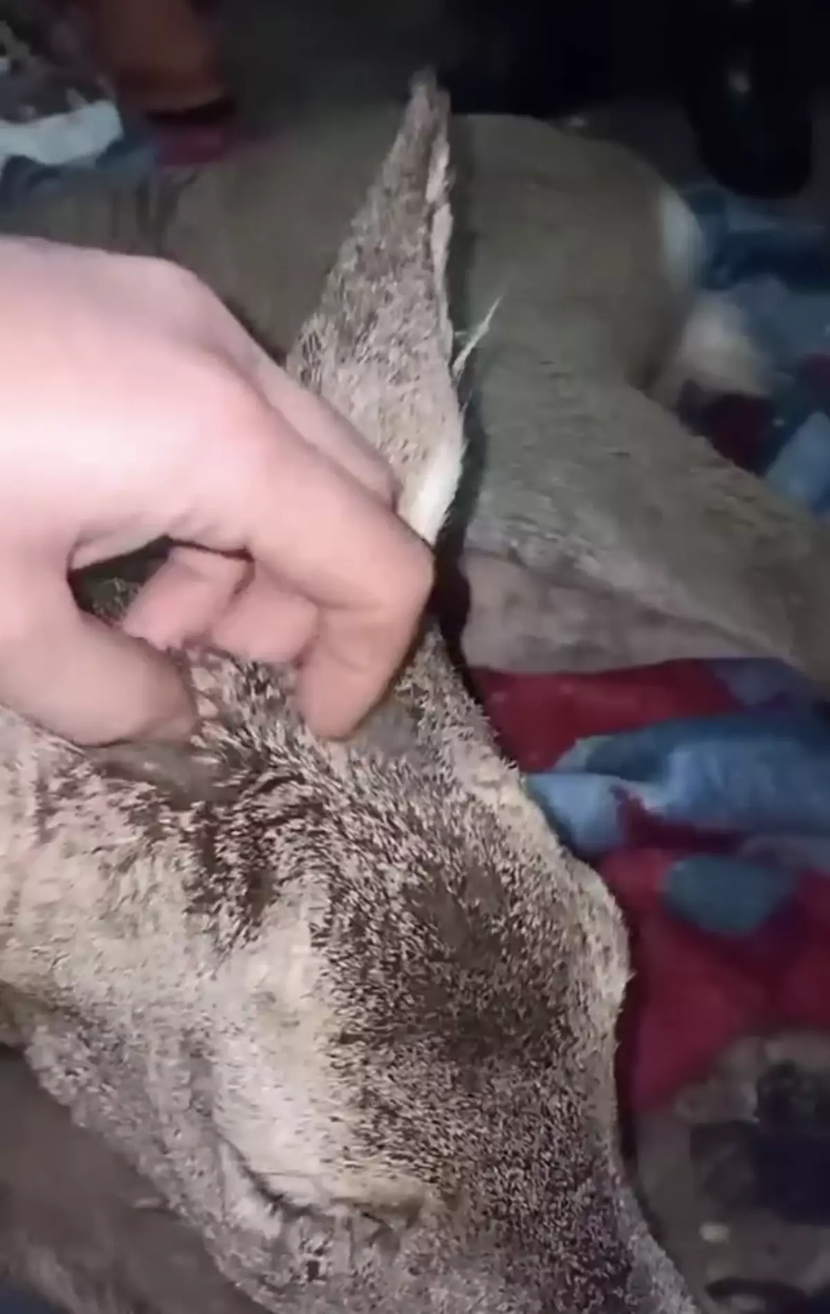 Bartın’da Yaralı Karaca Köylünün Evinin Kapılarını Açtı