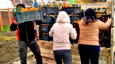 Narenciye ürünlerinin toplandığı Alaçatı Gıda Topluluğu