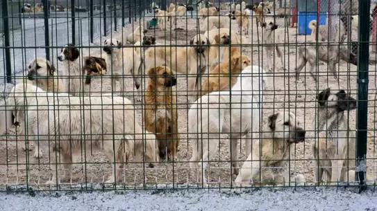 Barınakta koşuştururken görüntülenen köpekler