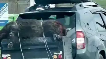Ölü domuzun aracın arkasına bağlanmış fotoğrafı