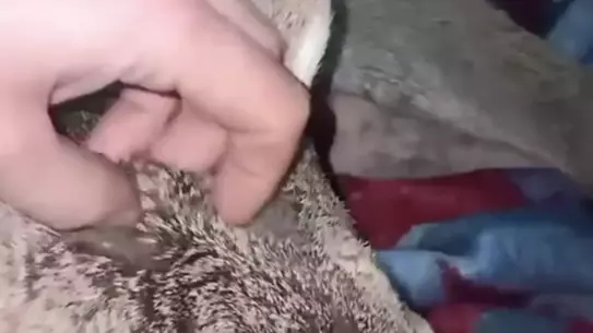 Tedavi edilen yaralı karaca