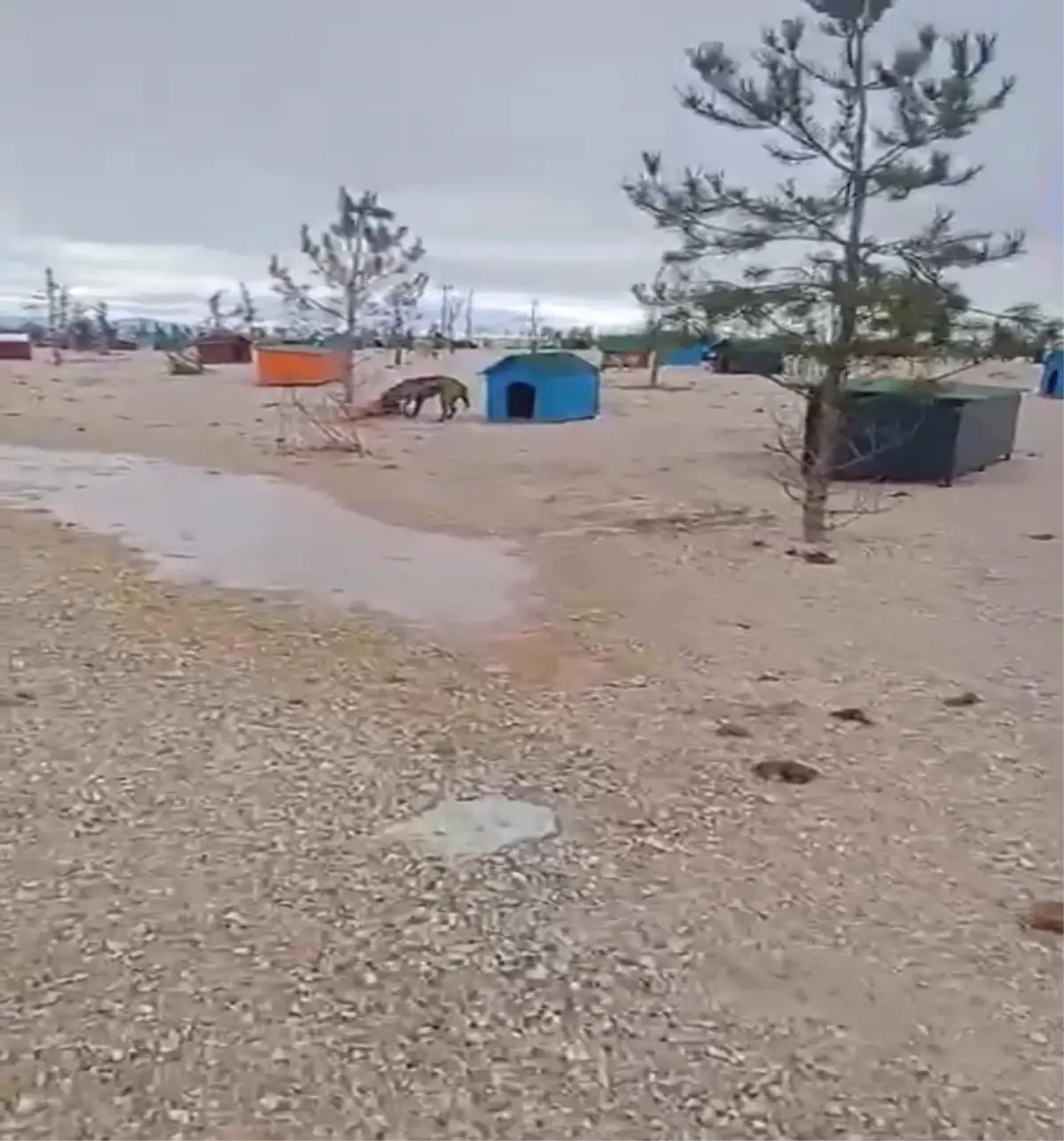 Eskişehir Barınağında Açlık Nedeniyle Köpek Saldırısı