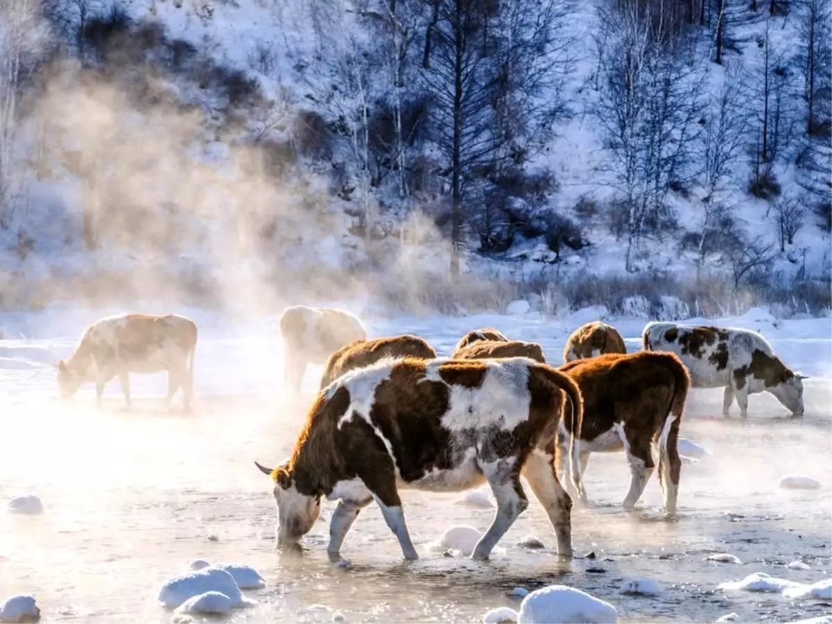 İç Moğolistan 2025'te Sığır Eti Üretiminde Yeni Rekor Kırdı