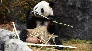 Ueno Hayvanat Bahçesi'ndeki Dev Pandalar 27 Ocak'ta Çin'e Gönderiliyor