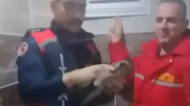 Kurtarılan karga itfaiye ekibi tarafından serbest bırakılırken