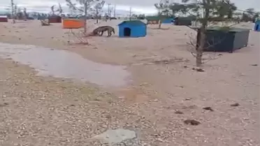 Barınakta saldırıya uğrayan köpek