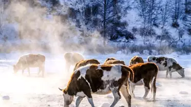 İç Moğolistan sığır eti üretim tesisi